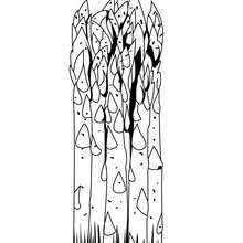 Asparagus coloring page - Coloring page - NATURE coloring pages - VEGETABLE coloring pages - ASPARAGUS coloring pages