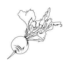 Beetroot coloring page - Coloring page - NATURE coloring pages - VEGETABLE coloring pages - BEET ROOT coloring pages