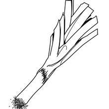 Leek coloring page - Coloring page - NATURE coloring pages - VEGETABLE coloring pages - LEEK coloring pages