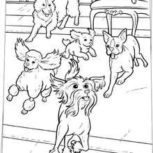 Running dogs coloring page - Coloring page - MOVIE coloring pages - HOTEL for DOGS coloring pages