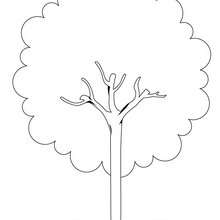 Chestnut coloring page - Coloring page - NATURE coloring pages - TREE coloring pages - CHESTNUT TREE coloring pages