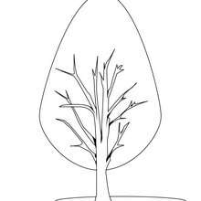 Cypress coloring page - Coloring page - NATURE coloring pages - TREE coloring pages - CYPRESS TREE coloring pages