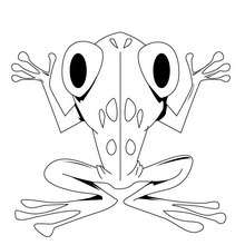 Big frog coloring page - Coloring page - ANIMAL coloring pages - REPTILE coloring pages - FROG coloring pages
