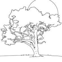 Lime tree coloring page - Coloring page - NATURE coloring pages - TREE coloring pages - LIME TREE coloring pages