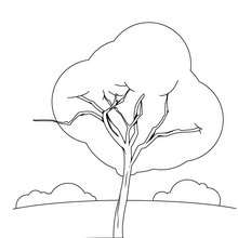 Maple tree coloring page - Coloring page - NATURE coloring pages - TREE coloring pages - MAPLE TREE coloring pages