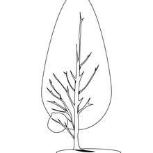 Pine tree coloring page - Coloring page - NATURE coloring pages - TREE coloring pages - PINE TREE coloring pages