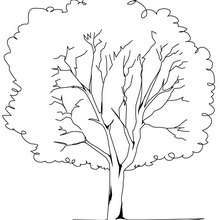 Plane tree coloring page - Coloring page - NATURE coloring pages - TREE coloring pages - PLANE TREE coloring pages