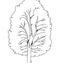Poplar tree coloring page - Coloring page - NATURE coloring pages - TREE coloring pages - POPLAR TREE coloring pages
