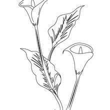 Arum lily coloring page - Coloring page - NATURE coloring pages - FLOWER coloring pages - ARUM LILY coloring pages