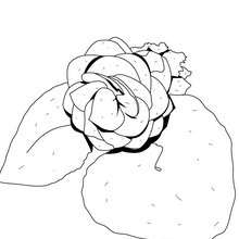 Begonia coloring page - Coloring page - NATURE coloring pages - FLOWER coloring pages - BEGONIA coloring pages