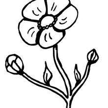 Buttercup coloring page - Coloring page - NATURE coloring pages - FLOWER coloring pages - BUTTERCUP coloring pages