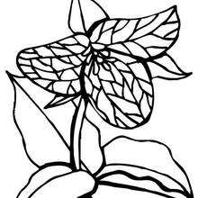 Carnivore flower coloring page - Coloring page - NATURE coloring pages - FLOWER coloring pages - CARNIVORE FLOWER coloring pages