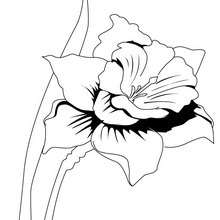 Daffodil coloring page - Coloring page - NATURE coloring pages - FLOWER coloring pages - DAFFODIL coloring pages