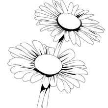Daisy coloring page - Coloring page - NATURE coloring pages - FLOWER coloring pages - DAISY coloring pages