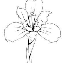 Iris coloring page - Coloring page - NATURE coloring pages - FLOWER coloring pages - IRIS coloring pages