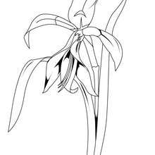 Lily coloring page - Coloring page - NATURE coloring pages - FLOWER coloring pages - LILY coloring pages