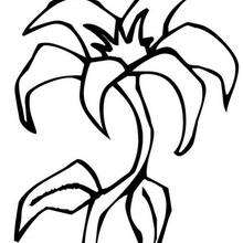 Lily flower coloring page - Coloring page - NATURE coloring pages - FLOWER coloring pages - LILY coloring pages