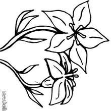 Lily flower coloring page - Coloring page - NATURE coloring pages - FLOWER coloring pages - LILY coloring pages