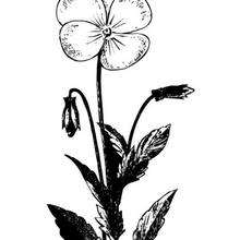 Pansy coloring page - Coloring page - NATURE coloring pages - FLOWER coloring pages - PANSY coloring pages