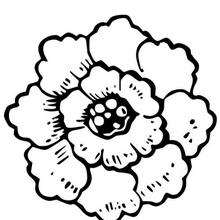 Peony coloring page - Coloring page - NATURE coloring pages - FLOWER coloring pages - PEONY coloring pages