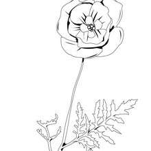 Poppy coloring page - Coloring page - NATURE coloring pages - FLOWER coloring pages - POPPY coloring pages