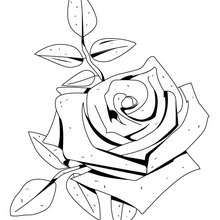 Rose American Beauty coloring page