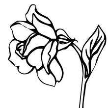 Rose flower coloring page - Coloring page - NATURE coloring pages - FLOWER coloring pages - ROSE coloring pages