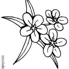 Three flowers coloring page - Coloring page - NATURE coloring pages - FLOWER coloring pages - FLOWERS coloring pages