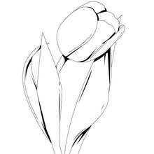 Tulip coloring page - Coloring page - NATURE coloring pages - FLOWER coloring pages - TULIP coloring pages