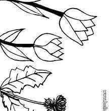 Tulip flower coloring page - Coloring page - NATURE coloring pages - FLOWER coloring pages - TULIP coloring pages