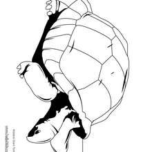 Aldabra giant tortoise coloring page - Coloring page - ANIMAL coloring pages - REPTILE coloring pages - TORTOISE coloring pages - ALDABRA GIANT TORTOISE coloring pages