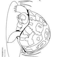 Hermann's tortoise coloring page - Coloring page - ANIMAL coloring pages - REPTILE coloring pages - TORTOISE coloring pages - HERMANN'S TORTOISE coloring pages