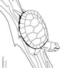 Red-eared slider coloring page - Coloring page - ANIMAL coloring pages - REPTILE coloring pages - TURTLE coloring pages - RED-EARED SLIDER coloring pages