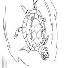 Swimming red-eared slider coloring page - Coloring page - ANIMAL coloring pages - REPTILE coloring pages - TURTLE coloring pages - RED-EARED SLIDER coloring pages