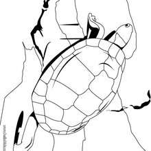 Big Tortoise coloring page - Coloring page - ANIMAL coloring pages - REPTILE coloring pages - TORTOISE coloring pages - TORTOISE to color in
