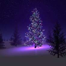 Christmas Tree & lights wallpaper