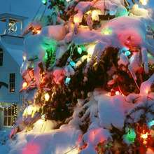 Snow-covered Christmas tree