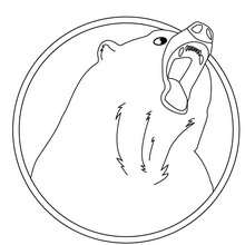 American black bear coloring page - Coloring page - ANIMAL coloring pages - WILD ANIMAL coloring pages - FOREST ANIMALS coloring pages - BEAR coloring pages - AMERICAN BLACK BEAR coloring pages