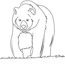 Big brown bear coloring page