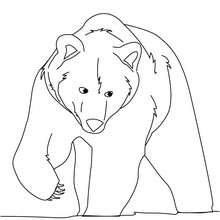 Brown bear coloring page - Coloring page - ANIMAL coloring pages - WILD ANIMAL coloring pages - FOREST ANIMALS coloring pages - BEAR coloring pages - BROWN BEAR coloring pages