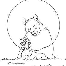Giant panda coloring page - Coloring page - ANIMAL coloring pages - WILD ANIMAL coloring pages - ASIAN ANIMALS coloring pages - PANDA coloring pages