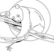 Panda on tree coloring page - Coloring page - ANIMAL coloring pages - WILD ANIMAL coloring pages - ASIAN ANIMALS coloring pages - PANDA coloring pages