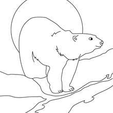 Polar bear printable coloring page