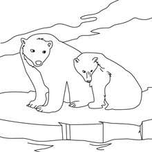 Polar bears coloring page - Coloring page - ANIMAL coloring pages - WILD ANIMAL coloring pages - ARCTIC ANIMALS coloring pages - POLAR BEAR coloring pages
