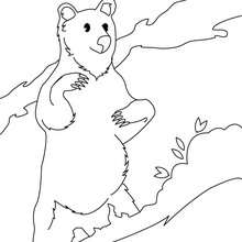 Sun bear coloring page - Coloring page - ANIMAL coloring pages - WILD ANIMAL coloring pages - FOREST ANIMALS coloring pages - BEAR coloring pages - SUN BEAR coloring pages
