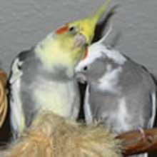 Choosing and Caring for A Bird - Reading online - REPORTS - ANIMAL reports for kids - PET reports for kids