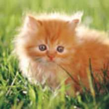 Finding The Perfect Cat For You - Reading online - REPORTS - ANIMAL reports for kids - PET reports for kids