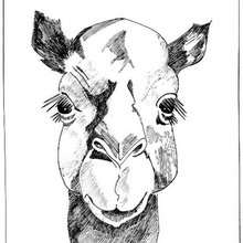 Dromedary head coloring page - Coloring page - ANIMAL coloring pages - WILD ANIMAL coloring pages - AFRICAN ANIMALS coloring pages - DROMEDARY coloring pages