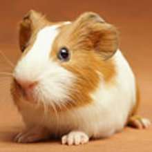 Understanding your guinea pig report