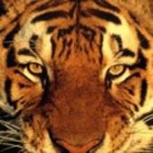 ANIMAL reports for kids - REPORTS - Reading online